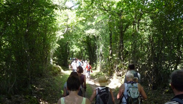 pays-alesia-seine-auxois-bourgogne-randonnee-chemins-route-foret-sentiers-sous-bois-marcheurs